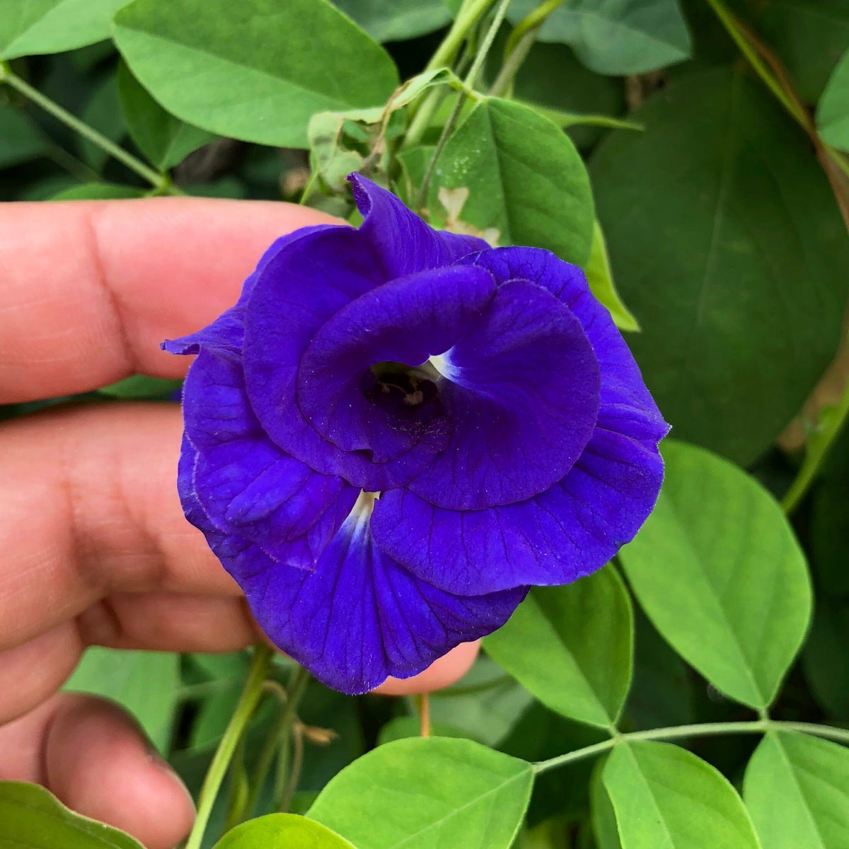 A person holding a Blu-long flower in their hand from Rishi Tea & Botanicals.
