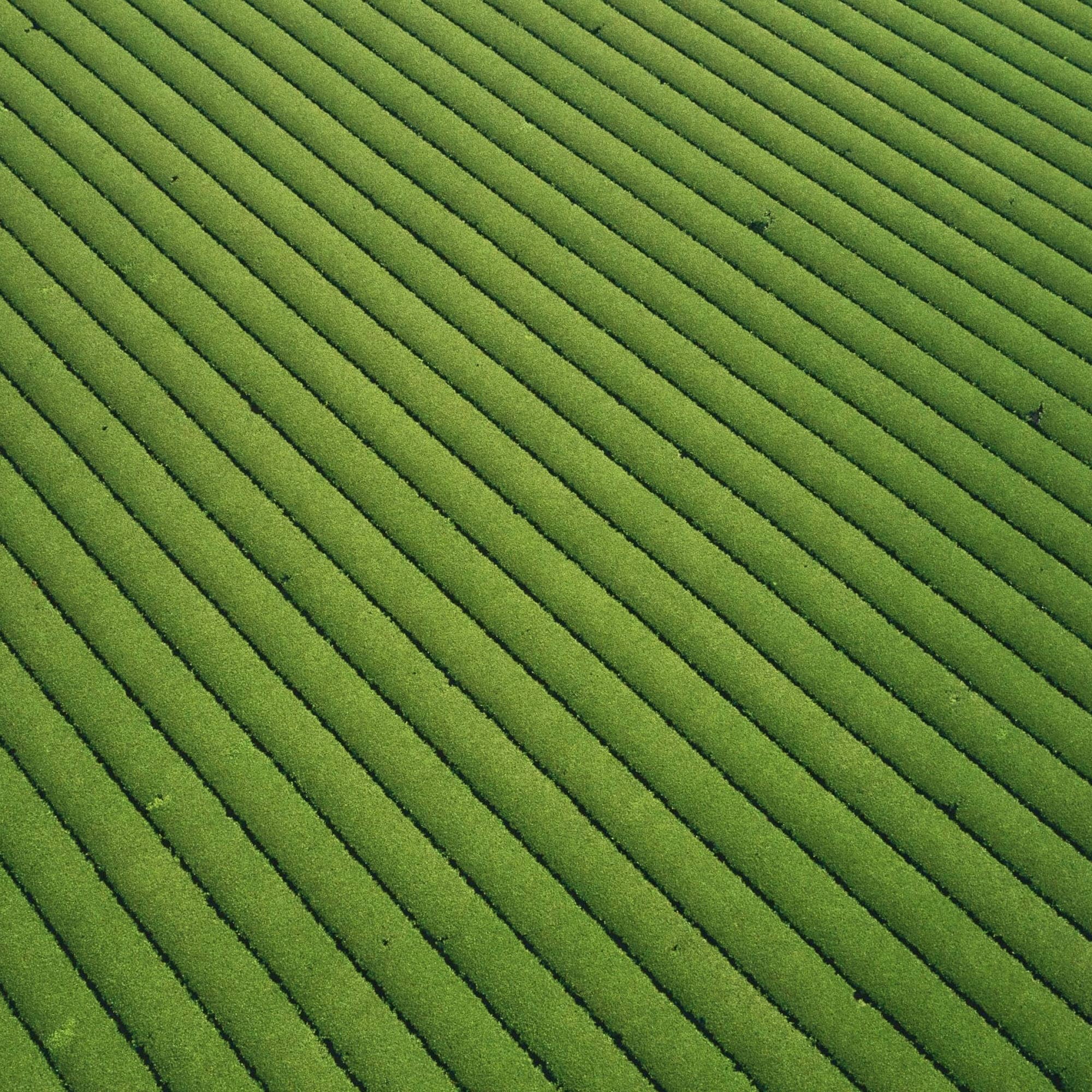 Nuruki Shincha Yutakamidori