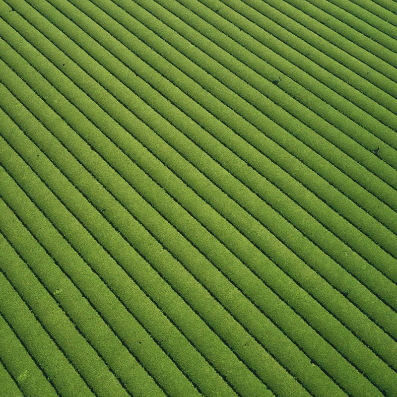 Nuruki Shincha Yutakamidori hover image