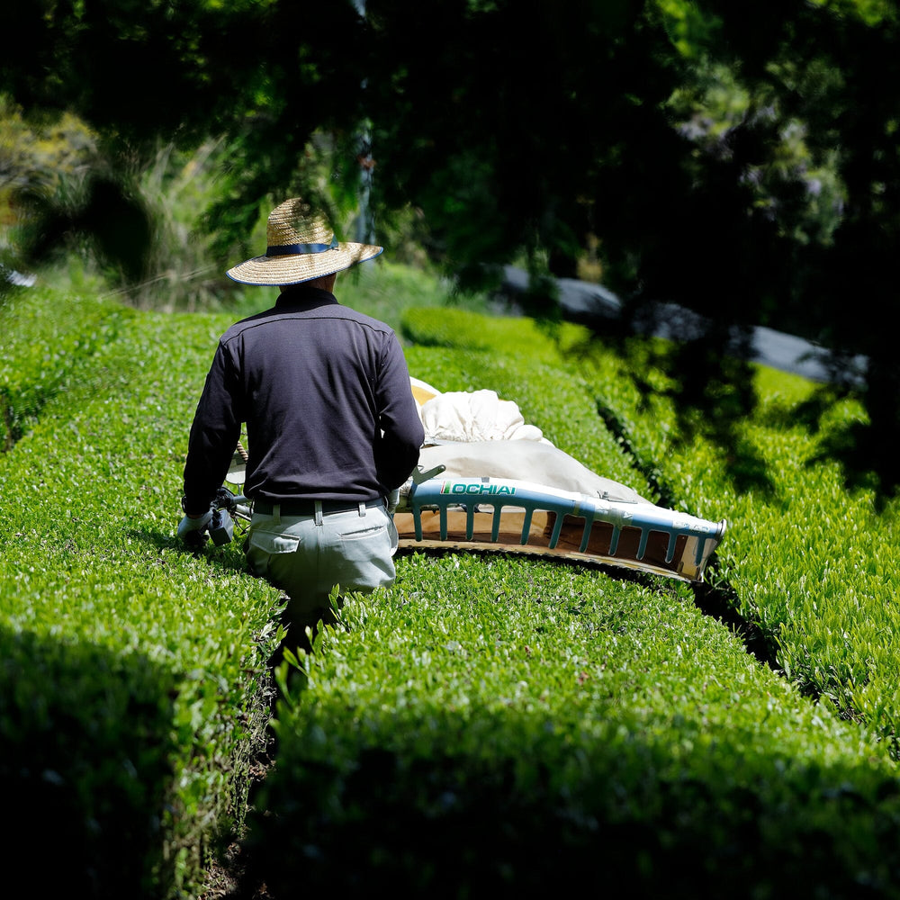 Rikio-san's Hon Yama Sencha