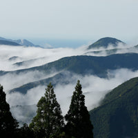 Rikio-san's Hon Yama Sencha
