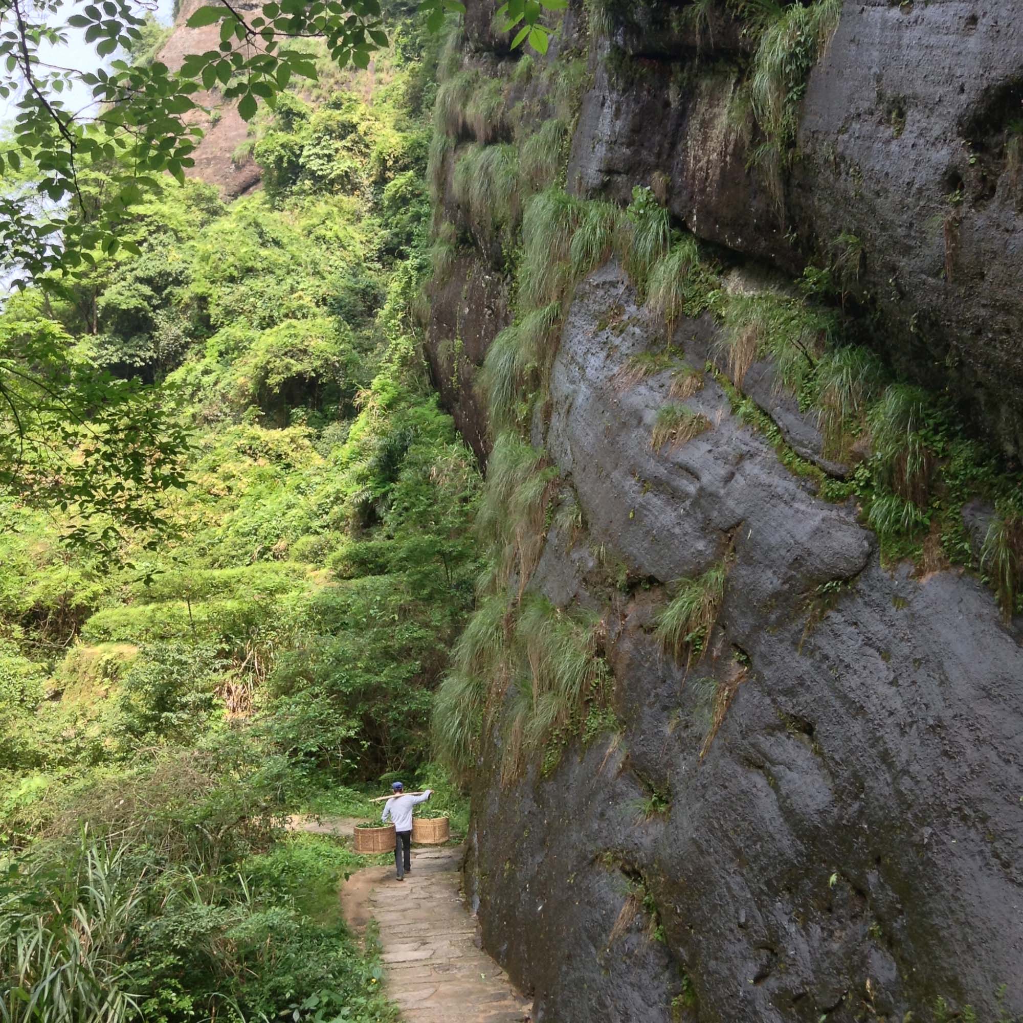 Wuyi Oolong Bai Rui Xiang