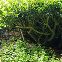 Arita Shincha Asatsuyu