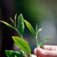 Nishi-san's Shincha Saemidori