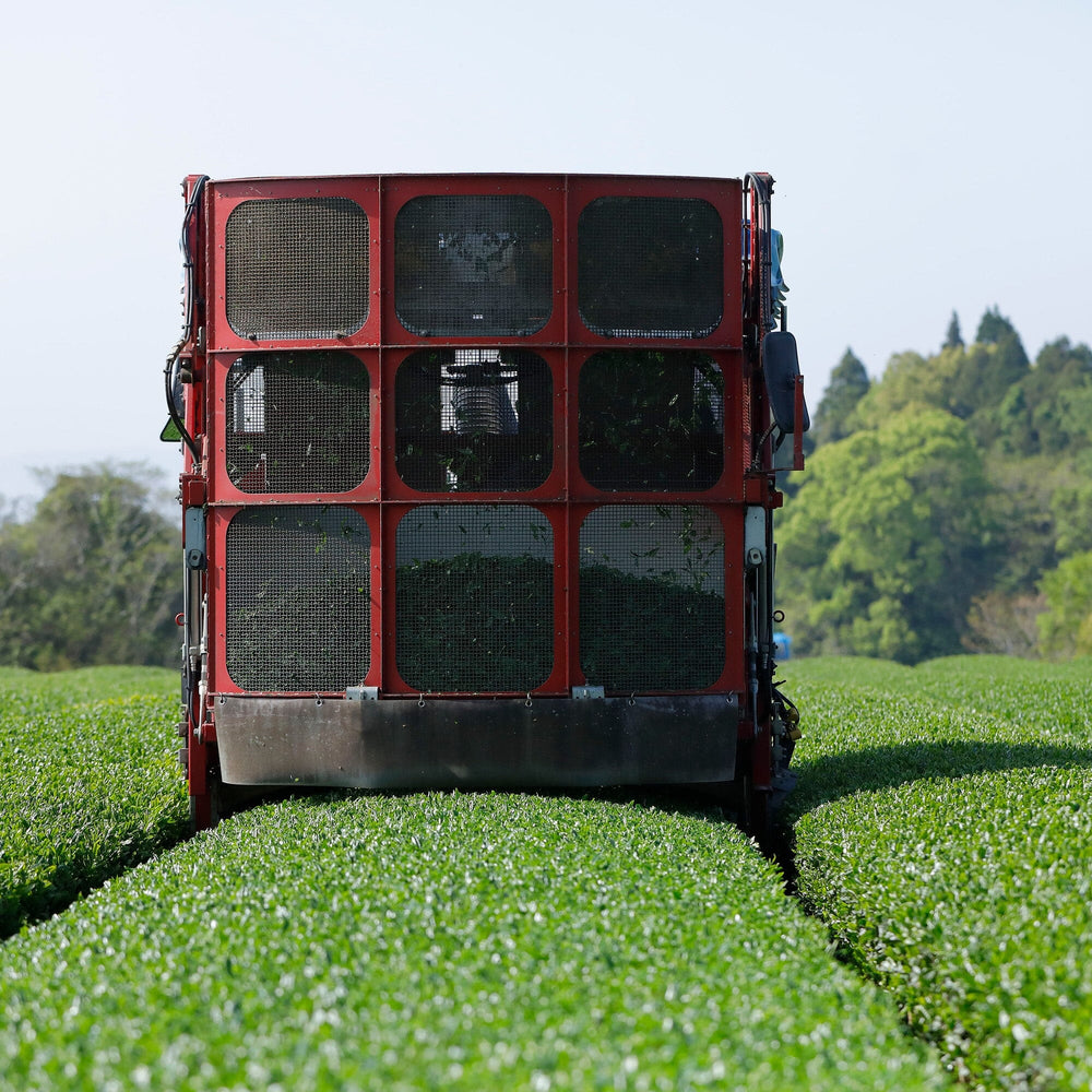Onizuka Shincha Saemidori