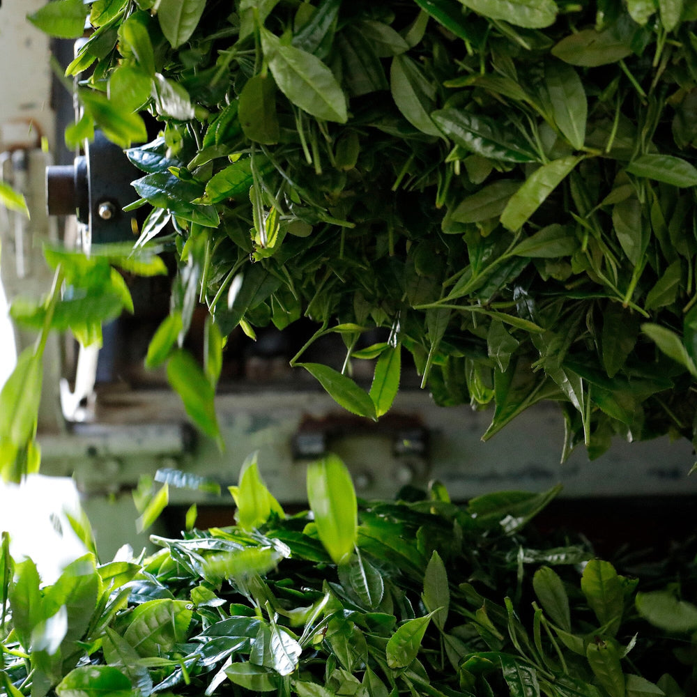 Onizuka Shincha Yutaka Midori