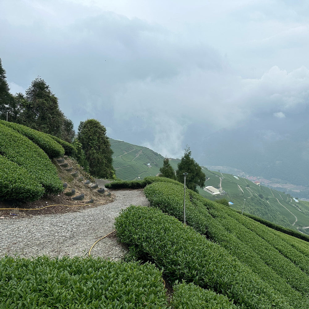 Li Shan Gao Shan Cha