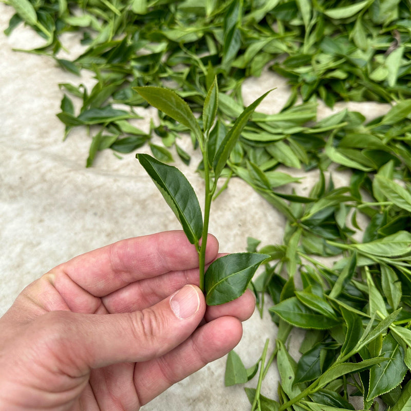 Li Shan Gao Shan Cha
