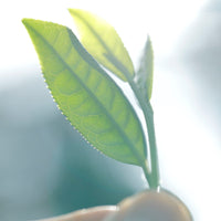 Arita Shincha Asatsuyu