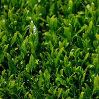 Onizuka Shincha Saemidori