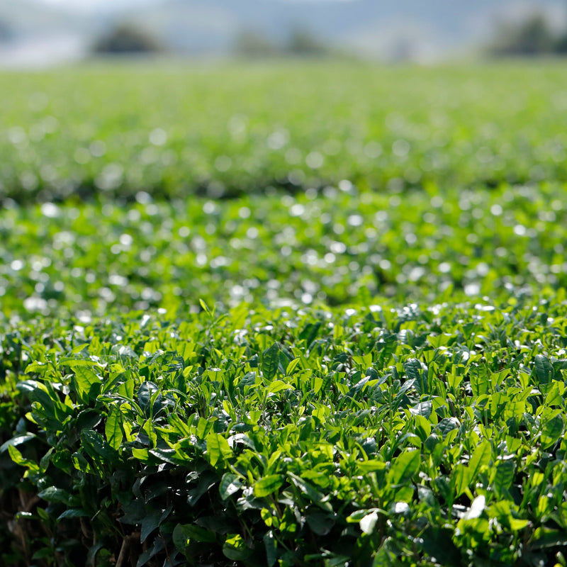 Onizuka Shincha Yutaka Midori