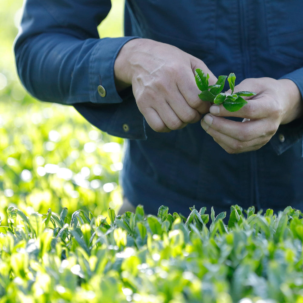 Onizuka Shincha Saemidori