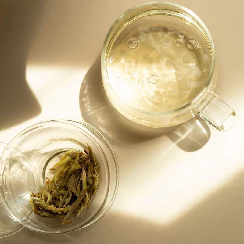 Wild Camellia crassicolumna White Tea hover image