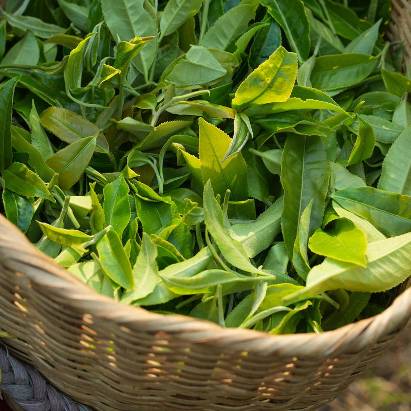Yunnan Lily Black