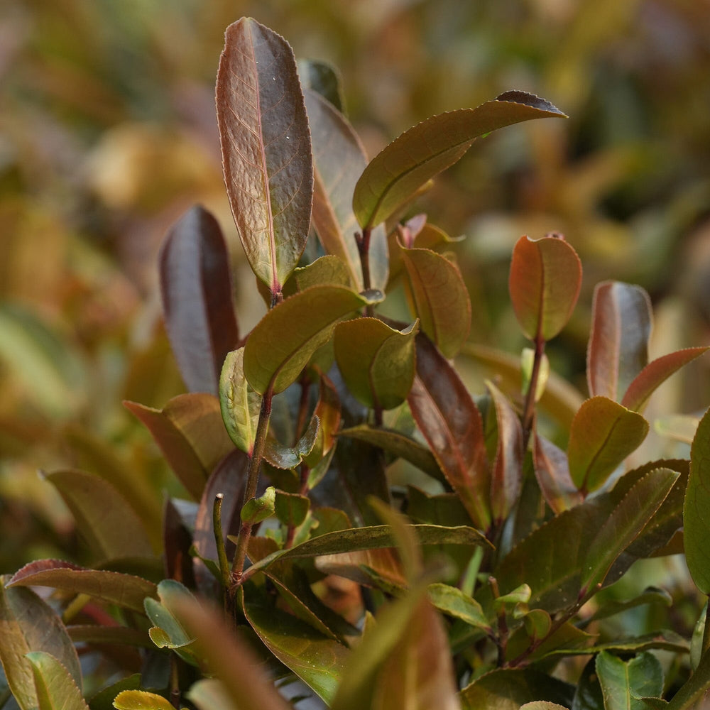 Yunnan Purple Buds