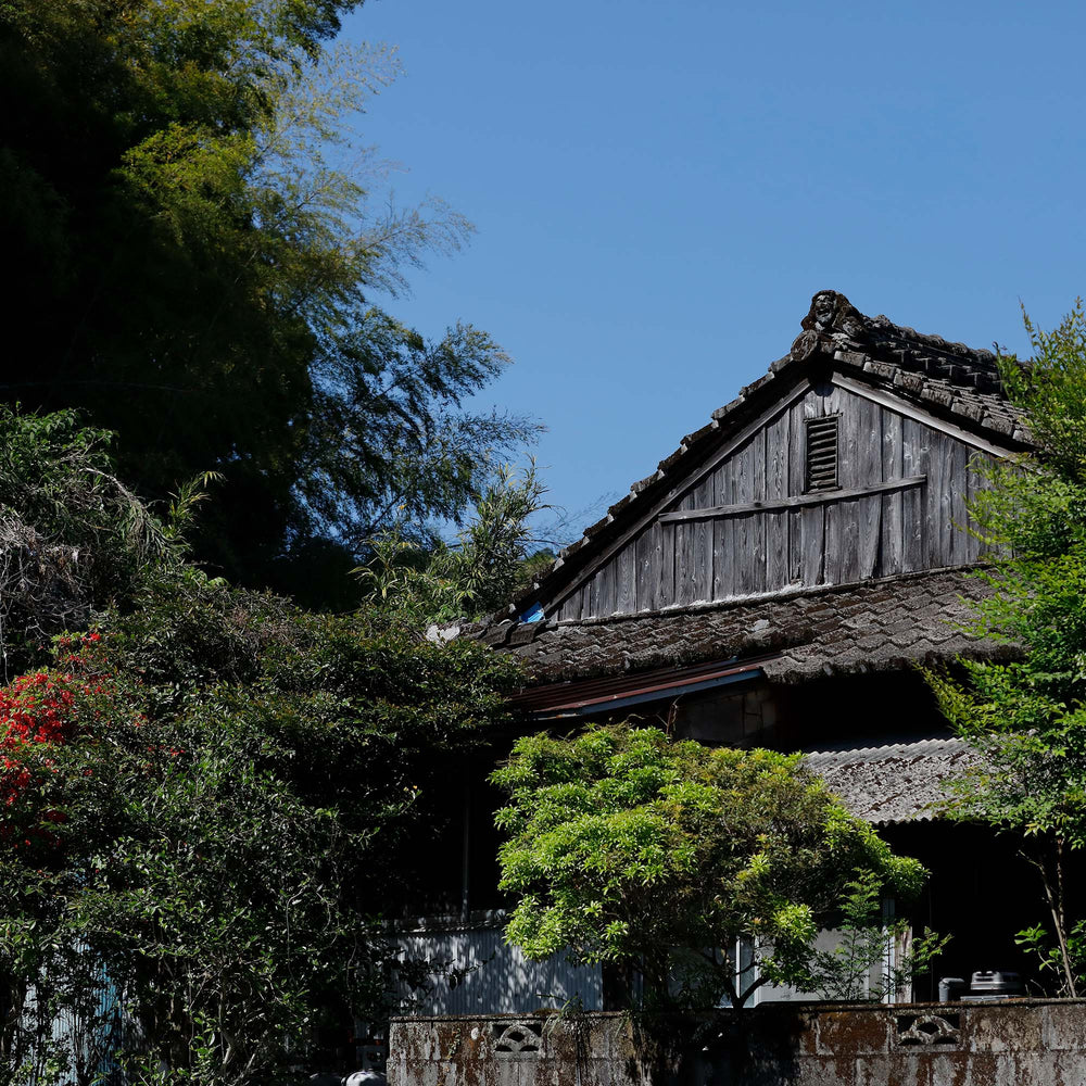 Nishi-san’s Matcha Okumidori