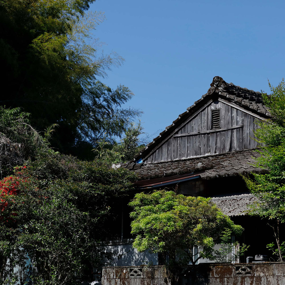 A traditional wooden house with a tiled roof, partially hidden by lush trees and a micro-lot garden, sits under clear blue skies—a serene scene reminiscent of the tranquility behind Rishi Tea & Botanicals.