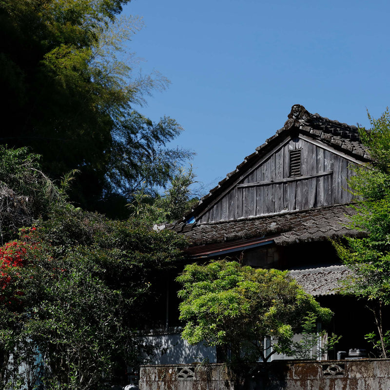 Nishi-san's Matcha Saemidori