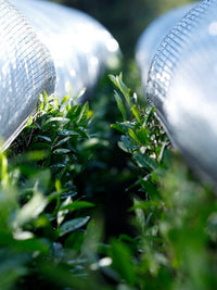 Nishi-san's Matcha Tsuyuhikari