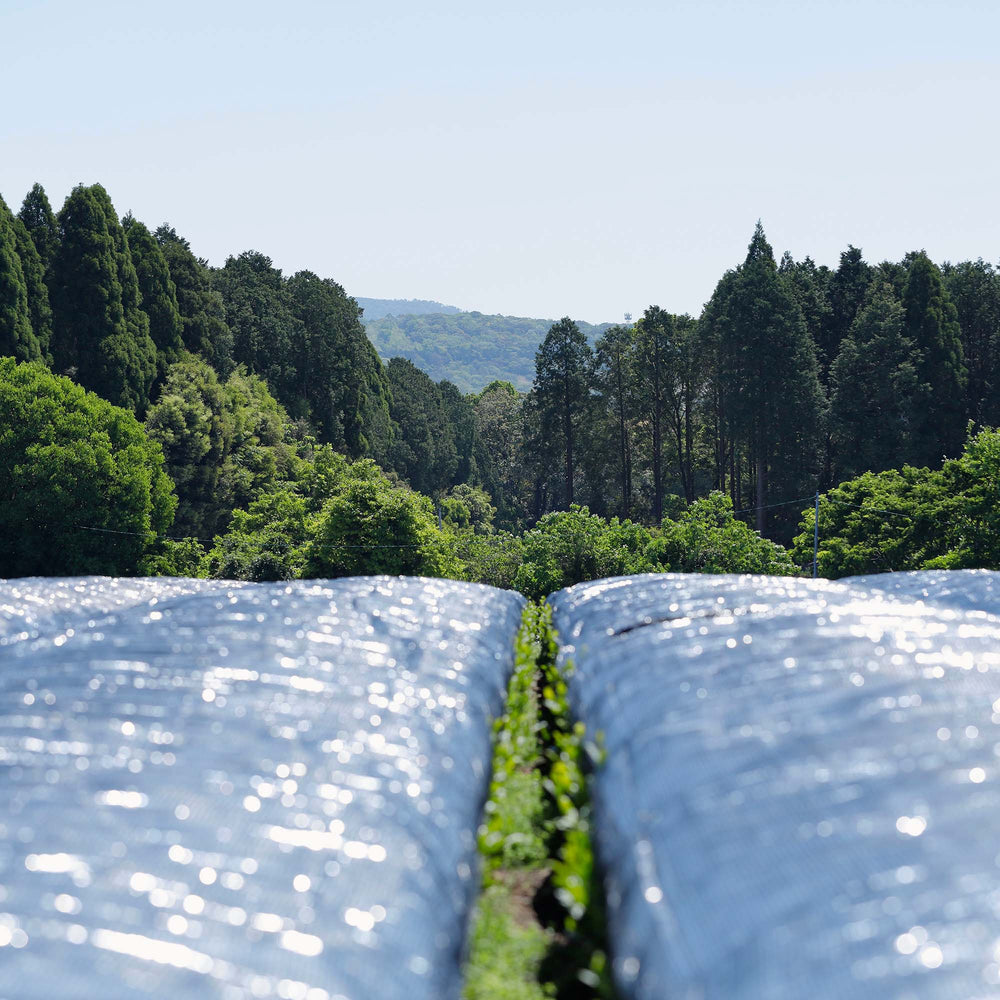 Nishi-san's Shincha Saemidori