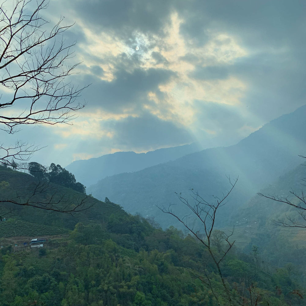 Darjeeling First Flush Phoobsering DJ2