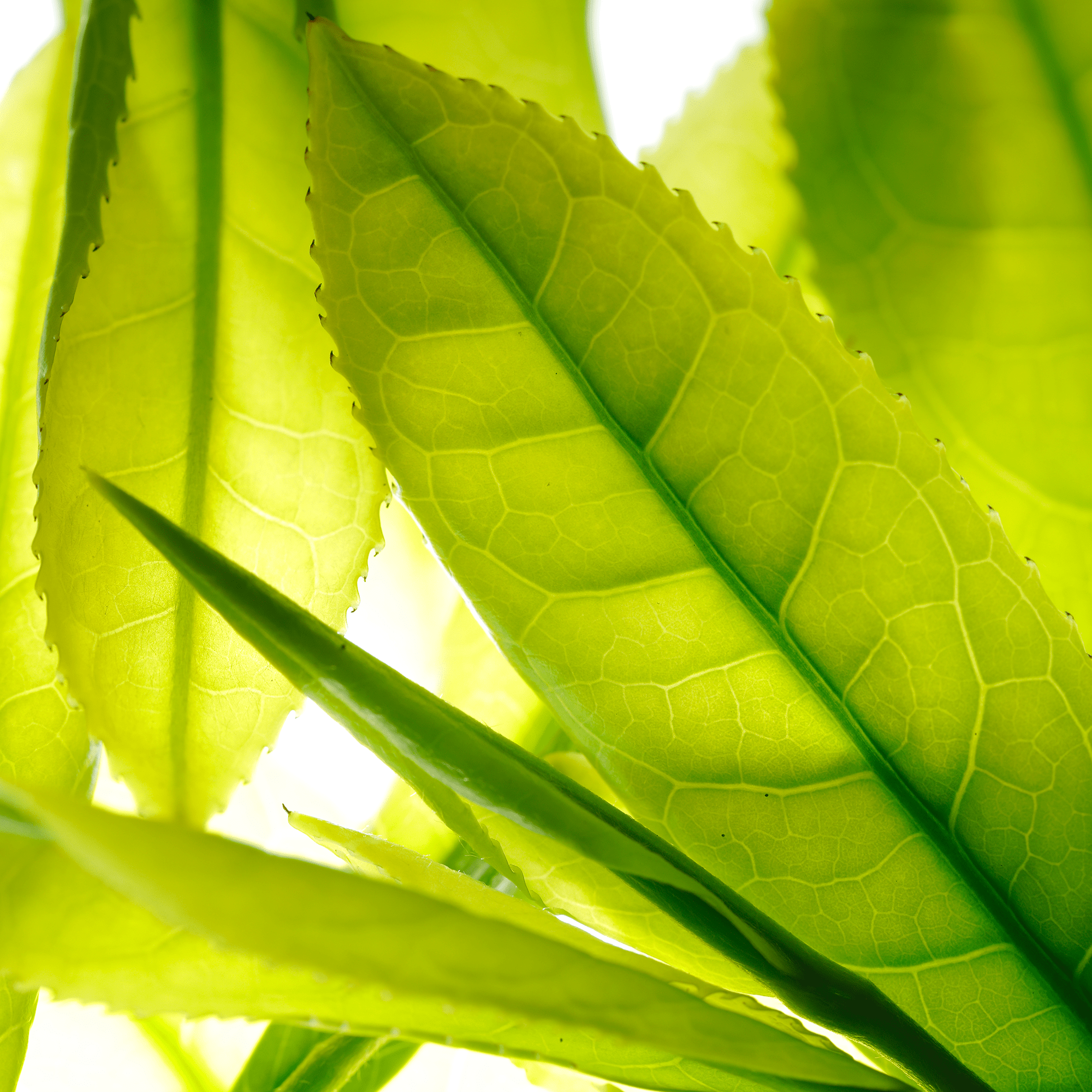 Utougi Hand-Picked Shincha Yabukita