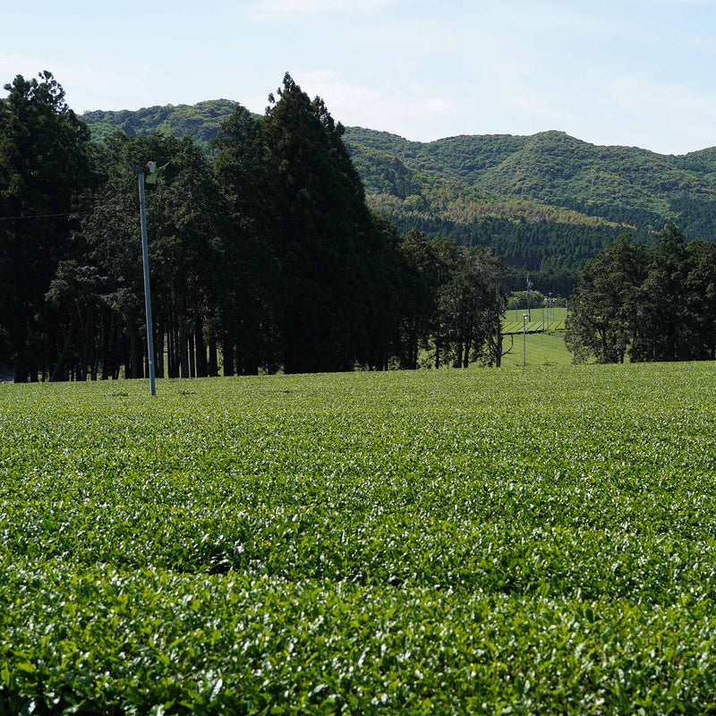 Yaeyama Shincha Yabukita