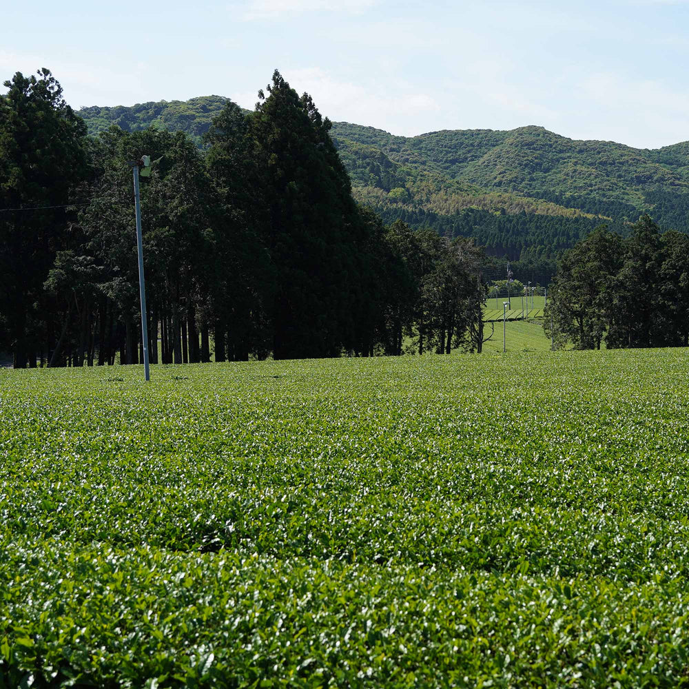 Yaeyama Shincha Yabukita