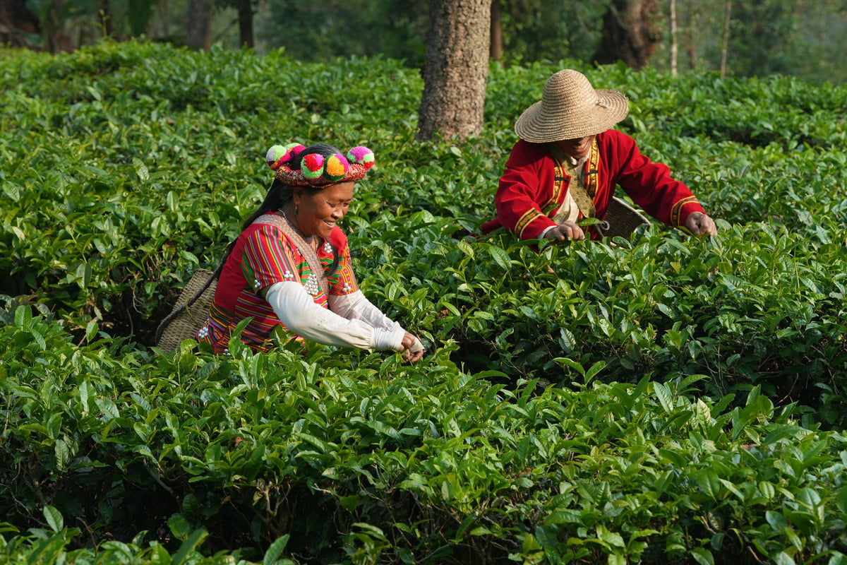 Two people in traditional clothing pick tea leaves in a lush green plantation, surrounded by trees, harvesting premium Dian Hong black tea for Rishi Tea & Botanicals.