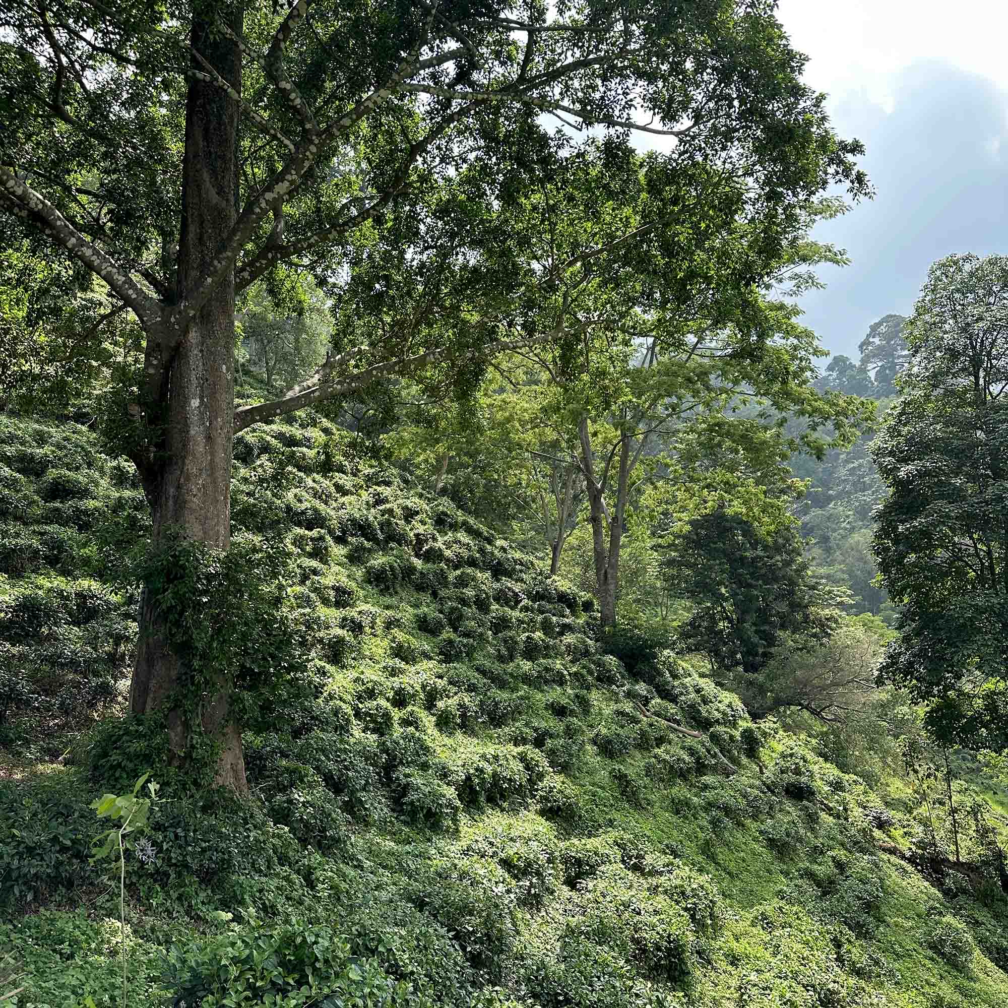 A hillside with trees and bushes in the background, showcasing Rishi Tea & Botanicals' Earl Grey.