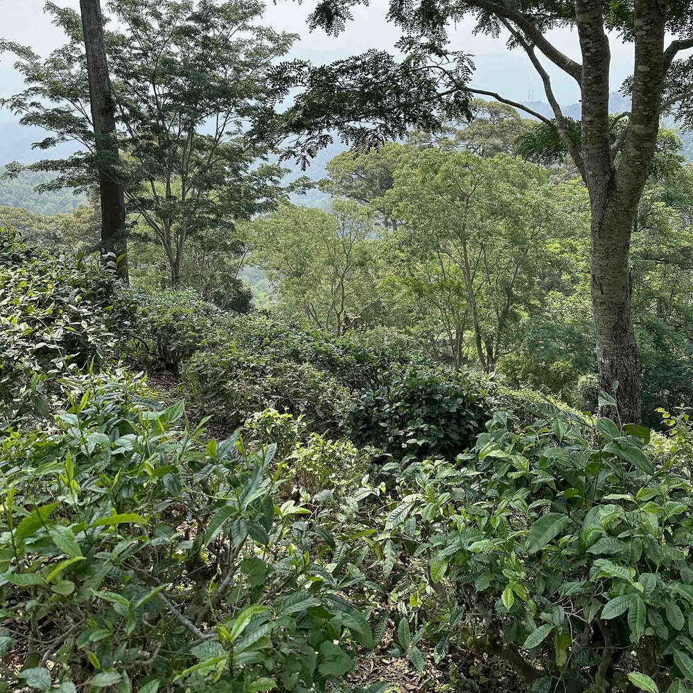 Earl Grey Supreme & Simple Brew Set