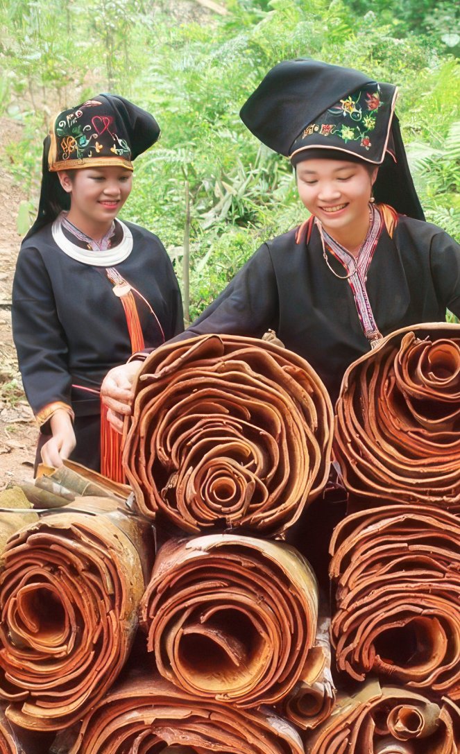 Cinnamon Plum