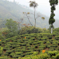Darjeeling Second Flush Chamong DJ73