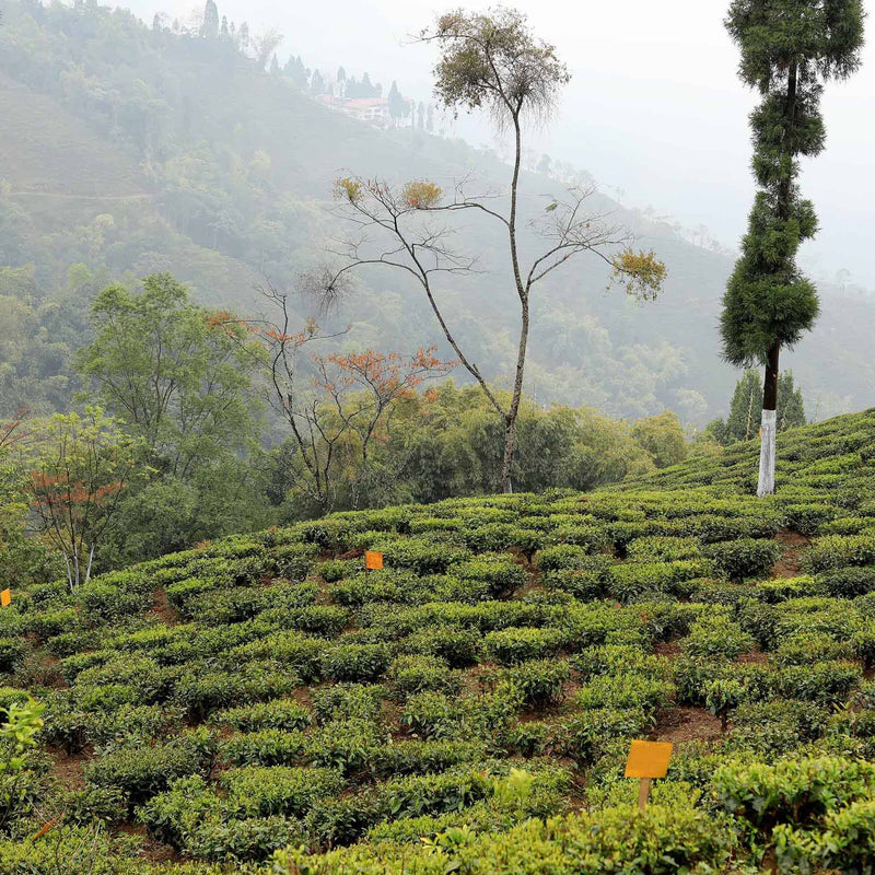 Darjeeling First Flush Chamong EX2