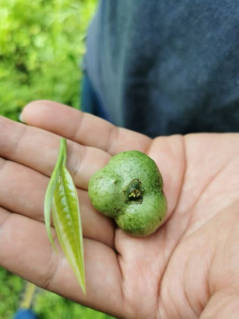 The Story of Ancient Tea in Thailand: Doi Wawee | Rishi Tea