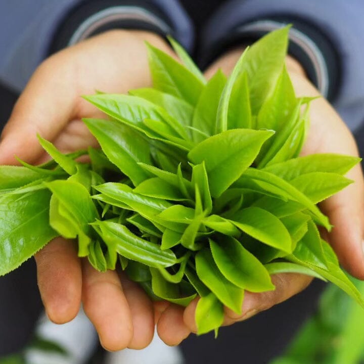 Doi Wawee Sun-Dried Red Tea