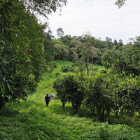 Doi Wawee Shaihong Spring Cake