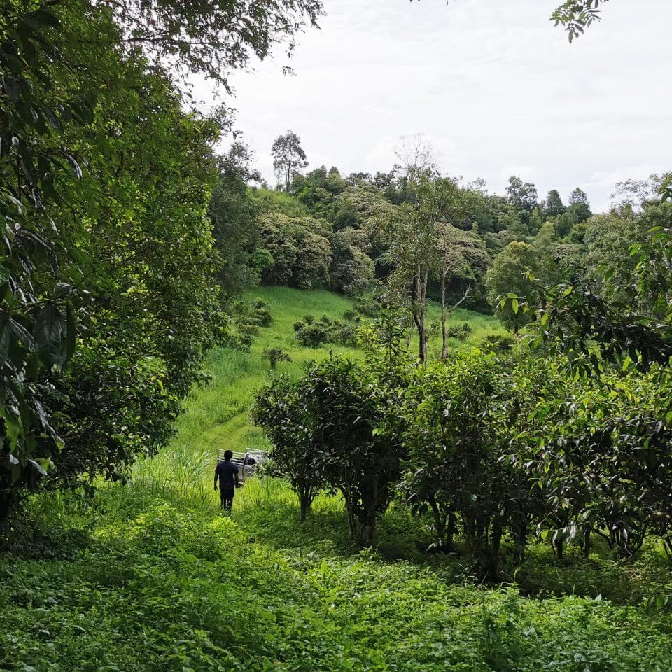 Doi Wawee Shaihong Spring Cake