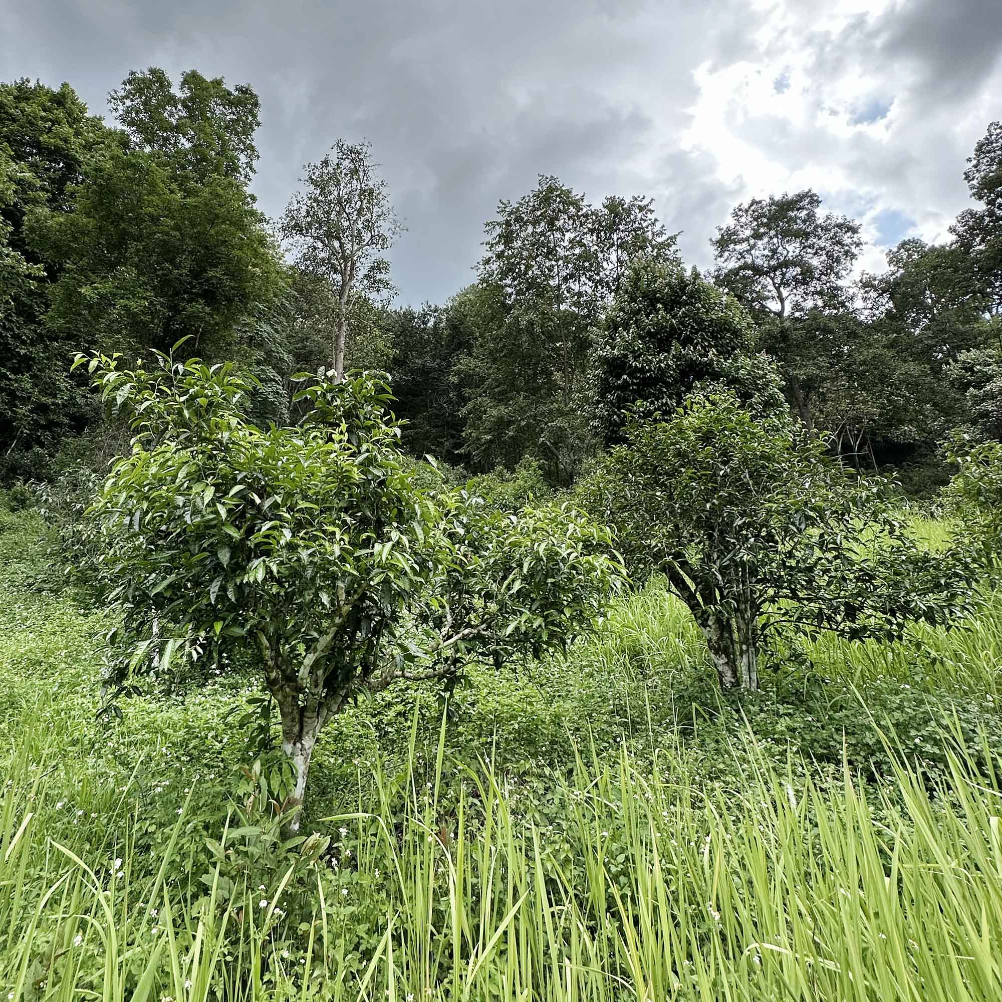 Doi Wawee Sheng Pu'er Vintage Spring 2022