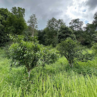 Doi Wawee Sheng Pu'er Vintage Spring 2022