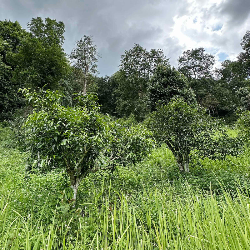 Doi Wawee Sheng Pu'er Vintage Spring 2022