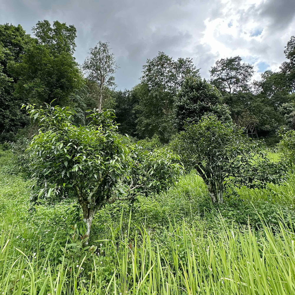 Doi Wawee Sheng Pu'er Vintage Spring 2022