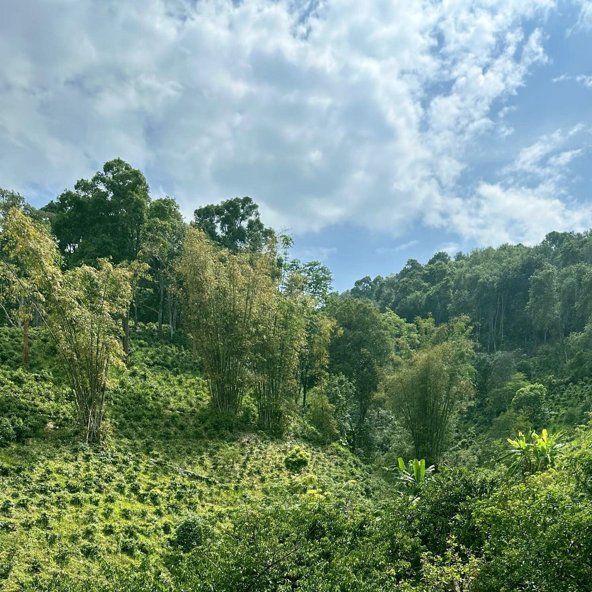A lush green hillside adorned with dense trees and vegetation beneath a partly cloudy sky captures the serene essence of a tea forest, reminiscent of Rishi Tea & Botanicals.