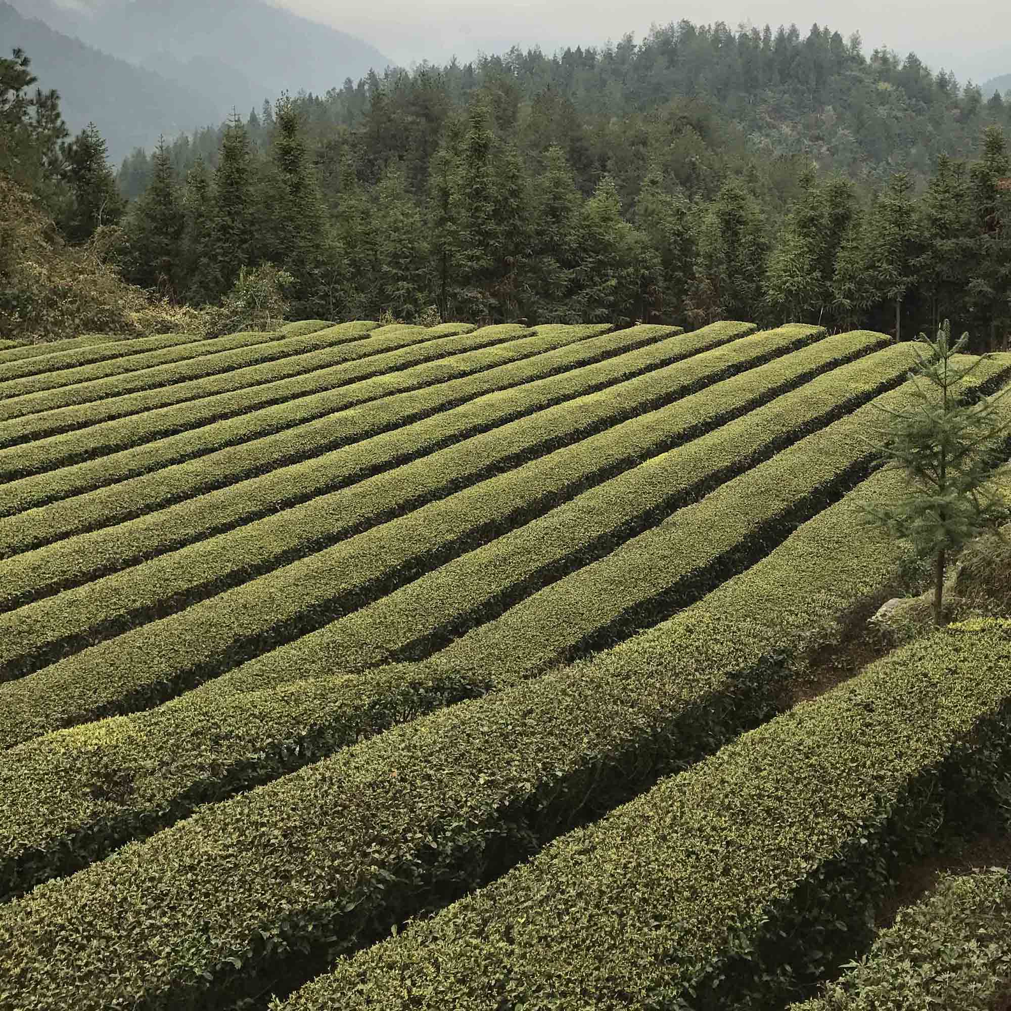 Dragon Well Single Cultivar Long Jing #43