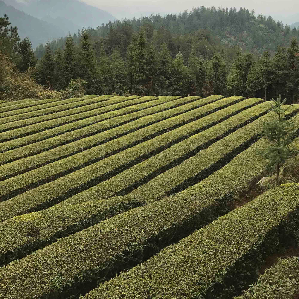 Dragon Well Single Cultivar Long Jing #43