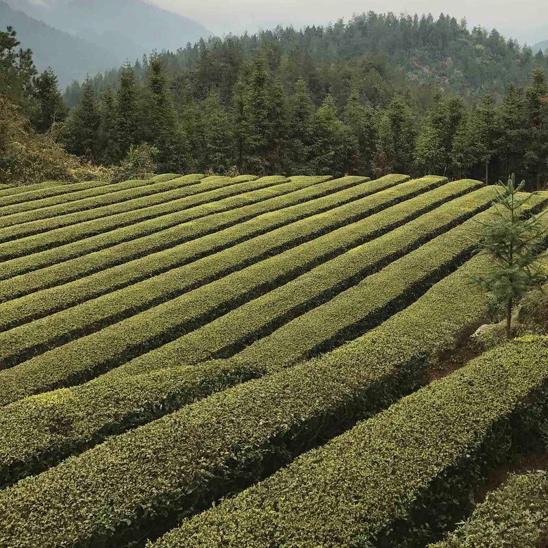 Dragon Well Single Cultivar Long Jing #43