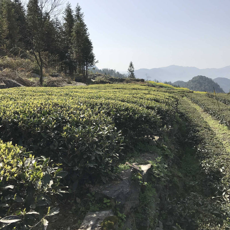 Dragon Well Single Cultivar Long Jing #43