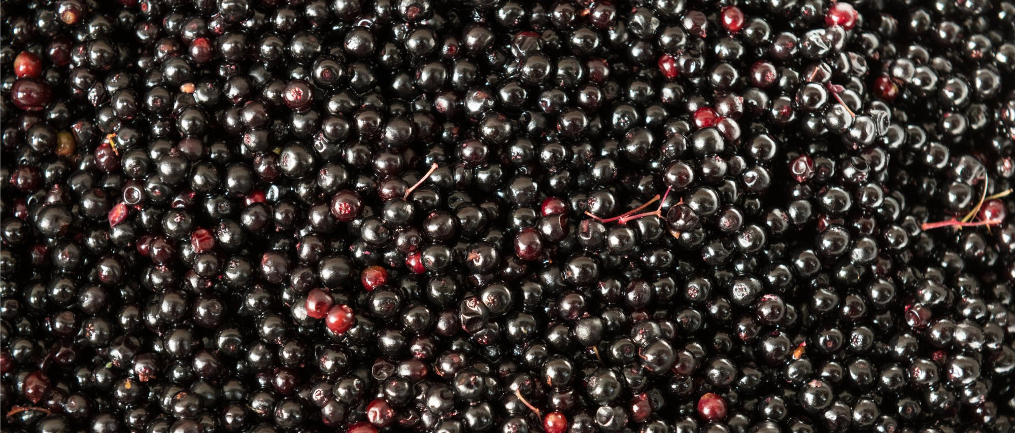Elderberry Healer