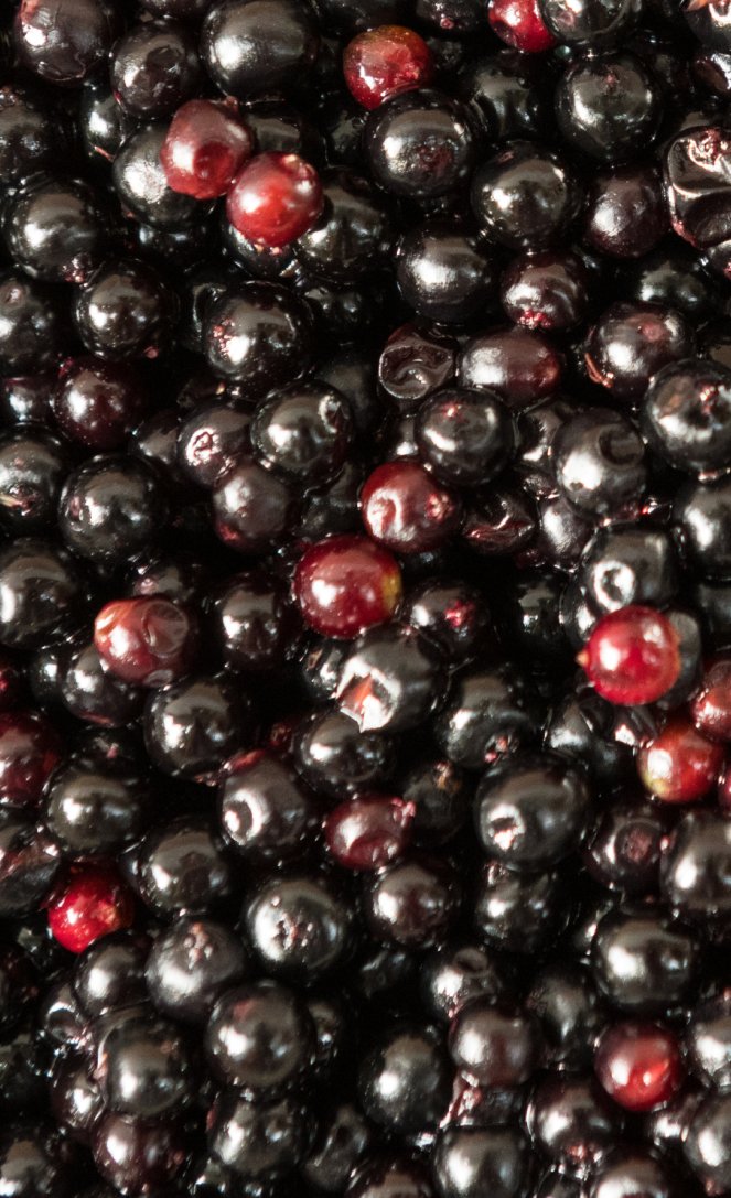 Elderberry Healer