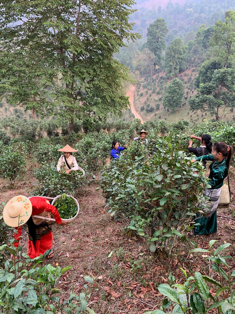 Breakfast Flight of Tea Bundle hover image